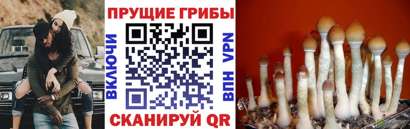 Купить  Удомля  Псилоцибиновые грибы GOLDEN TEACHER 